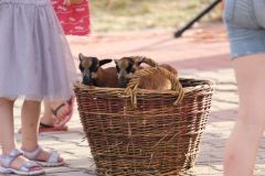 pilisi_piknik_2019_030