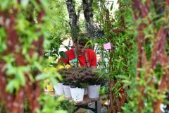 pilisi_piknik_2026_215